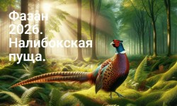 Приглашаем на День Фазана в Налибокской пуще!